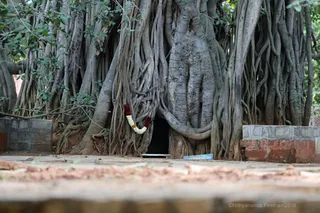 http://nithyananda.org/sites/default/files/photo-gallery/2018-08-Aug-07-nithyananda-diary_bengaluru-aadheenam_uttamotama-seva_7T9A0534.jpg