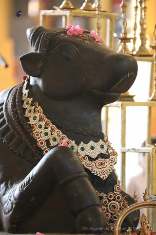 http://nithyananda.org/sites/default/files/photo-gallery/2018-09Sep-15-nithyananda-diary_bengaluru-aadheenam_uttamotama-seva_7T9A4776.JPG