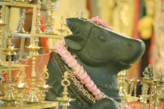 http://nithyananda.org/sites/default/files/photo-gallery/2018-10Oct-06-nithyananda-diary_bengaluru-aadheenam_uttamotama-seva_7T9A8921.JPG