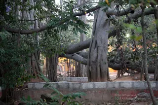 https://nithyananda.org/sites/default/files/photo-gallery/2018-12Dec-02-nithyananda-diary_bengaluru-aadheenam_uttamotama-seva_IMG_4826.JPG