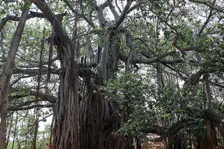 Banyan Tree