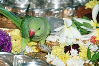 Parrot Meenakshi offers pada puja to the Master.