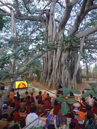 Under the Banyan tree