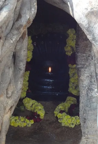 Cave Under the Banyan Tree