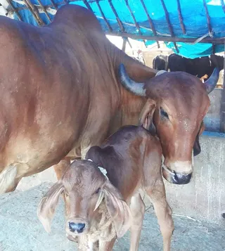 Today new Calf was born in Adheenams goshala.