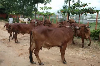 Ghoshala