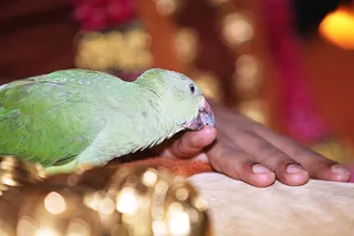 http://nithyananda.org/sites/default/files/photo-gallery/IMG_8453.JPG