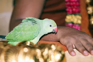 http://nithyananda.org/sites/default/files/photo-gallery/IMG_8457.JPG