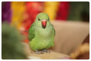 https://nithyananda.org/sites/default/files/photo-gallery/IMG_8806.JPG?1366787909