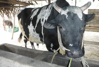 Beloved Nandi has travelled on to Kailaasa.