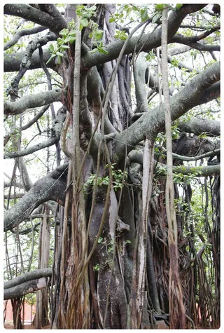 Banyan Tree