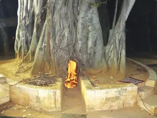 Kalpavriksha