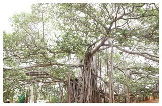 Banyan Tree