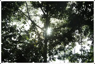 Photo 11735384