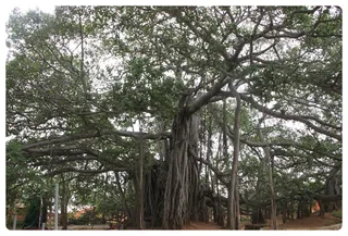 Banyan Tree