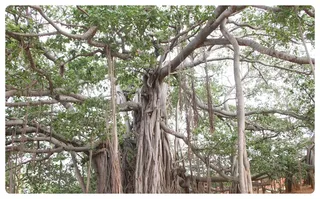 Banyan Tree