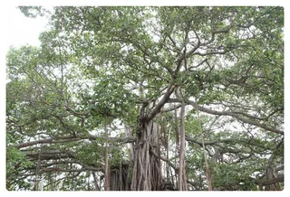 Banyan Tree