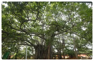 Banyantree