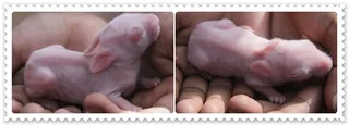 Newly born rabbits in Our goshala