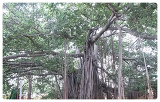 Banyantree