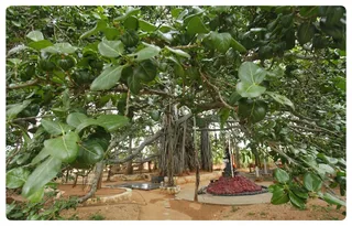 https://nithyananda.org/sites/default/files/photo-gallery/Nithyananda_Swami-4-7-13-35.JPG?1372955709