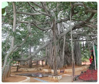 Banyan tree
