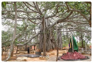 Banyan Tree