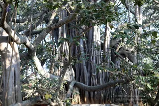 http://nithyananda.org/sites/default/files/photo-gallery/batch_2018-12Dec-26-nithyananda-diary_bengaluru-aadheenam_uttamotama-seva_7T9A9965.JPG