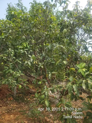 KAILASA Salem On 18/4/2025