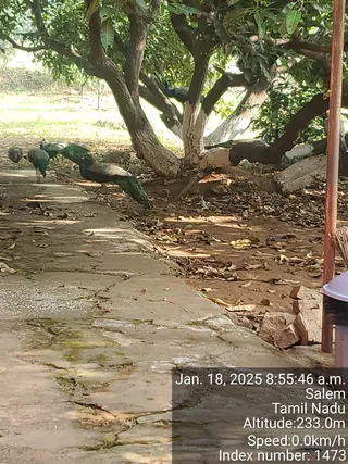 KAILASA SALEM On 18/1/2025