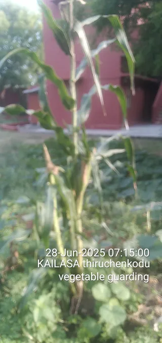 KAILASA THIRUCHENGODE On 27/6/2025