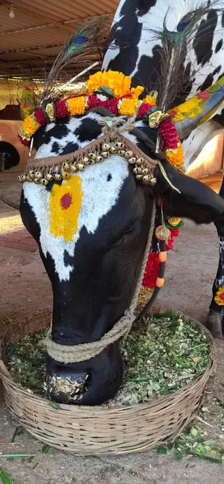 A black-and-white spotted cow stands with its head lowered over a woven bamboo basket filled with green fodder. Its head and horns are decorated with marigold and red flower garlands, peacock feathers tucked into the horns, and a brown braided headstall strung with brass bells. Yellow and red kumkum-style marks are painted on its forehead, and a beaded cord hangs at its side. The setting is a covered shed with a dirt floor, consistent with a gosala or cow shelter. No people are visible.