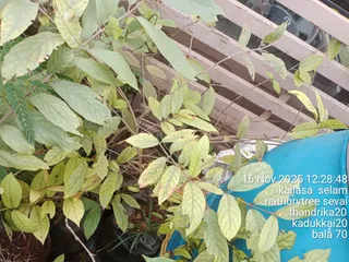 KAILASA Salem On 16/11/2025