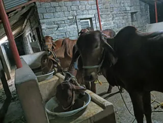 A photograph inside a cattle shed with a stone block wall, red metal support posts and a corrugated roof. Several brown and dark cows stand tied with rope halters, feeding from concrete troughs and metal basins on the floor. No people are visible in the scene.