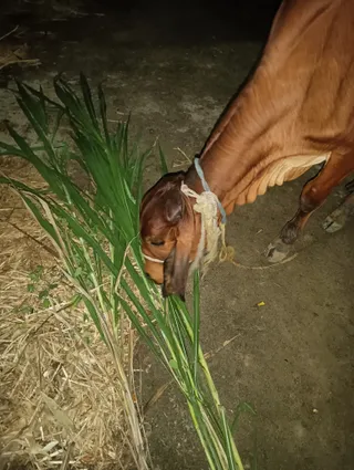 KAILASA HOSUR On 26/10/2024