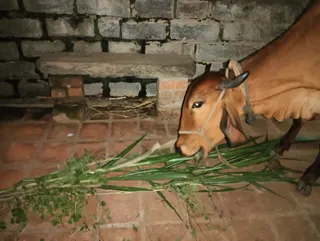KAILASA HOSUR On 26/10/2024