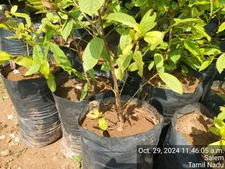 KAILASA Salem On 28/10/2024