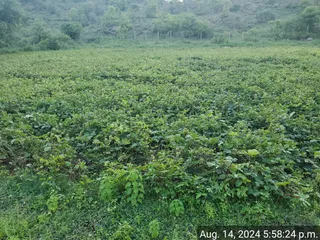 KAILASA Salem On 13/8/2024