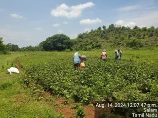 KAILASA Salem On 13/8/2024