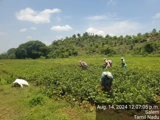 KAILASA Salem On 13/8/2024