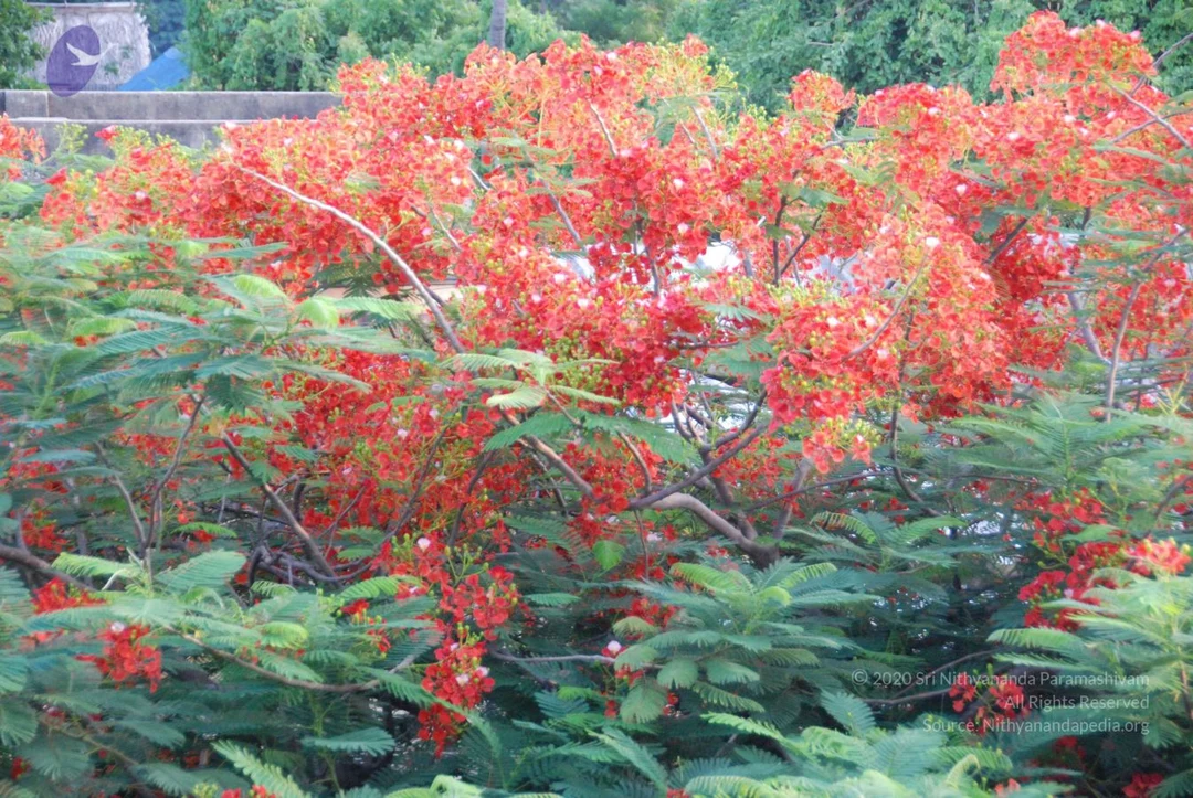20090809 Photo 1052 1u3GRCjgKf2leqWITiJURKwmvoKIAXK 6.JPG