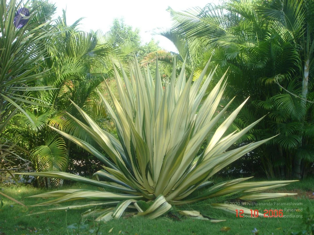 20061012 Photo 1029 13Oda6bDg3rOs9 xXAEDUUjce7nGAXzjR.JPG