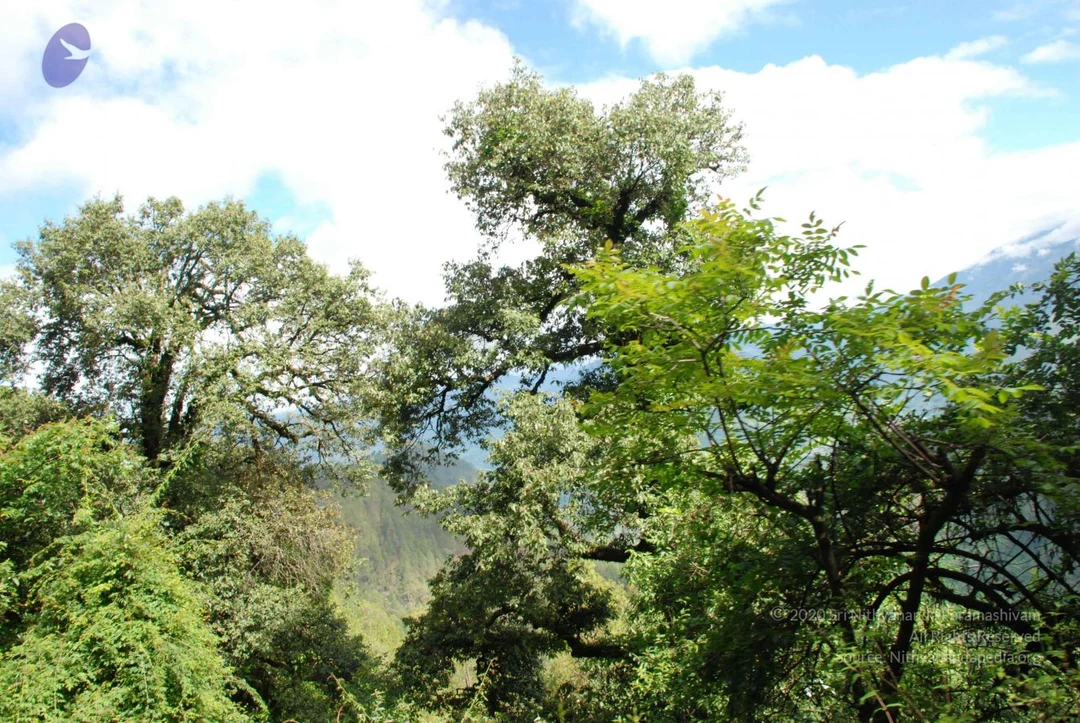 20080702 DSC 0254 CMP WM.jpg