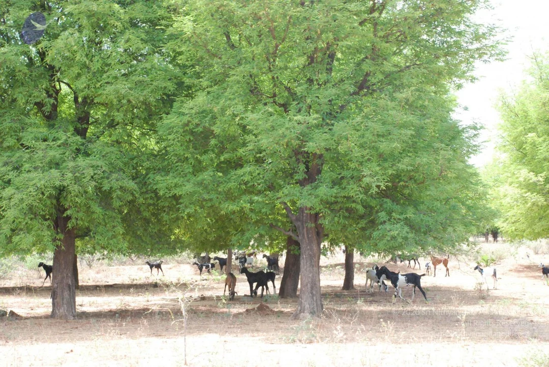 20080729 Photo 1243 1BePPcbbORf9J2c-vK-SDsUpSFdEzzxZ9.JPG