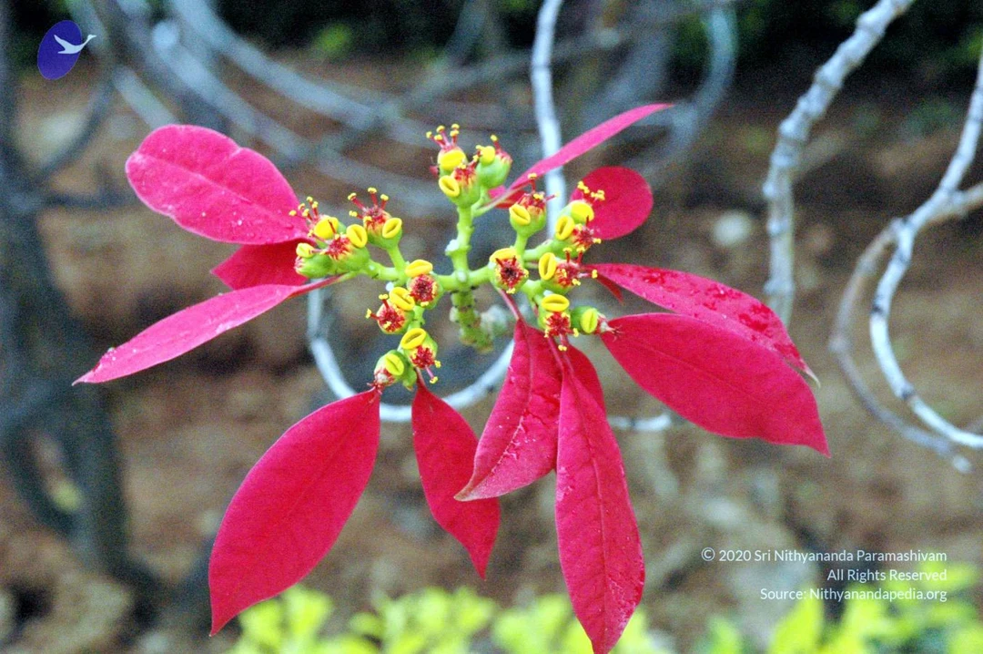 20061120 DSC 2500 CMP WM01.jpg