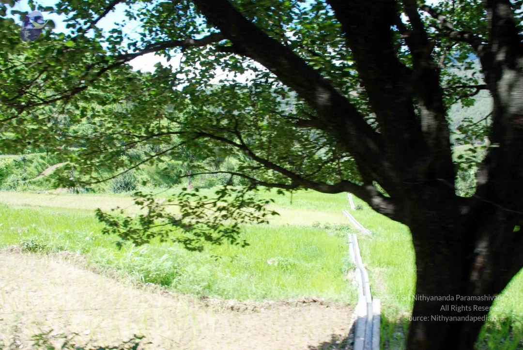 20080701 DSC 0497 CMP WM 0011.jpg