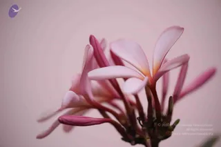 April 26 2018