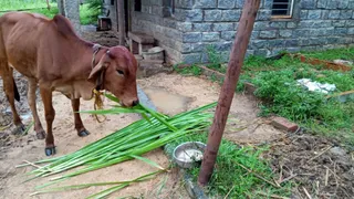 KAILASA Housr 03 SEP 2021