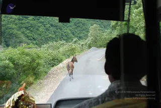 Photograph taken through a vehicle windshield on a winding mountain road lined with dense green forest. A brown horse walks along the asphalt ahead, looking back toward the camera. In the foreground a driver's head and shoulders are seen in silhouette from behind, wearing a grey checked shirt, and a patterned fabric bundle with orange trim sits on the dashboard at left.