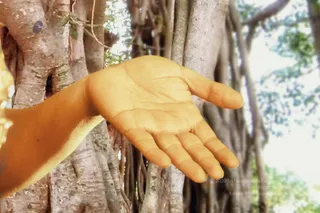 A single outstretched hand with open palm, glowing with a warm golden-orange tint, extends forward in front of a large banyan tree with thick aerial roots and trunk. Green leaves and bright sky appear at the upper right. Only a forearm and hand are visible; no full person is shown.